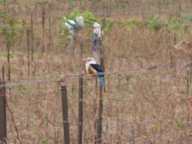 A kingfisher on a vineyard wire in Cape Verde, Paride working in the background