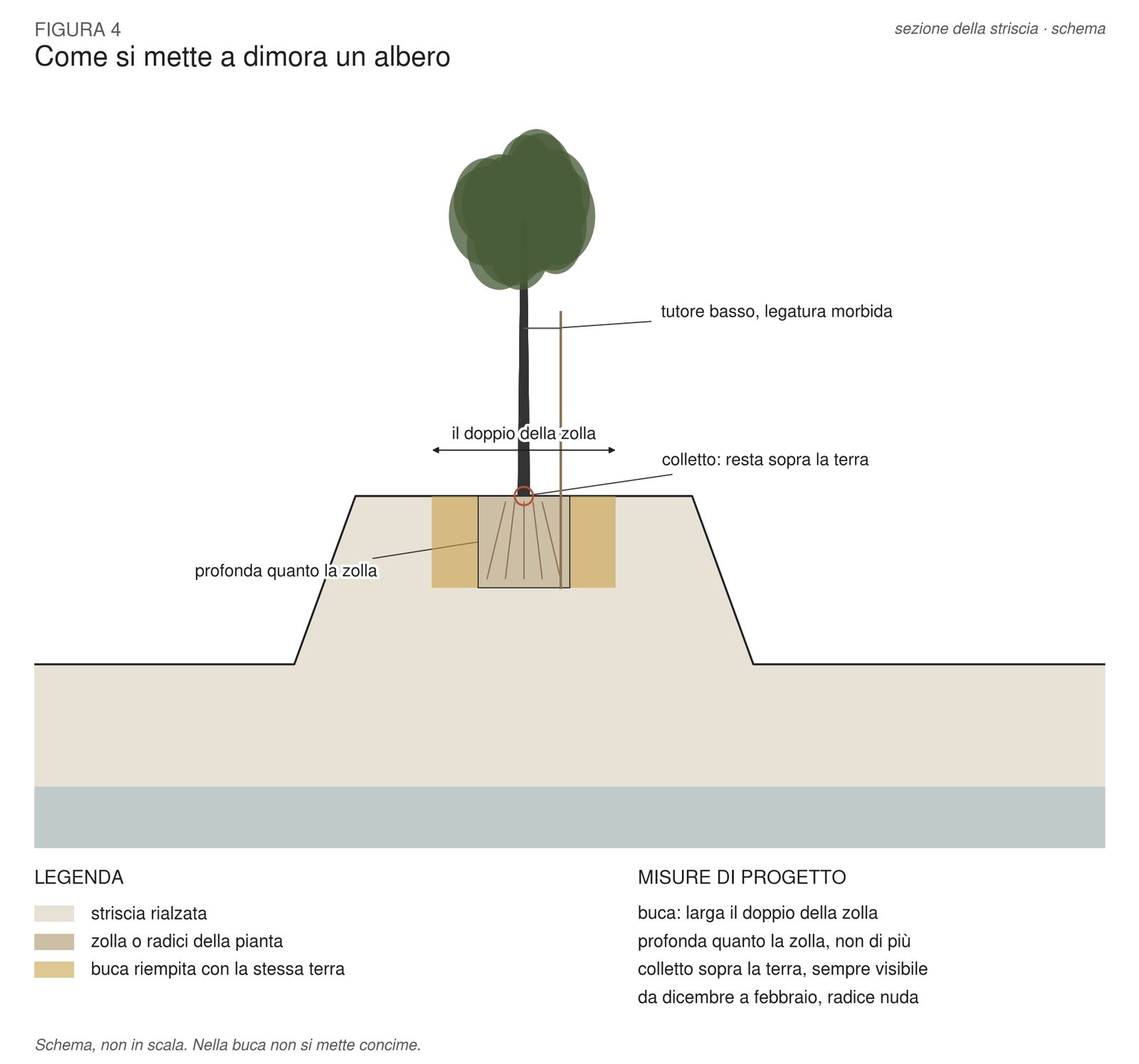 Cross-section of a tree planted on a raised strip