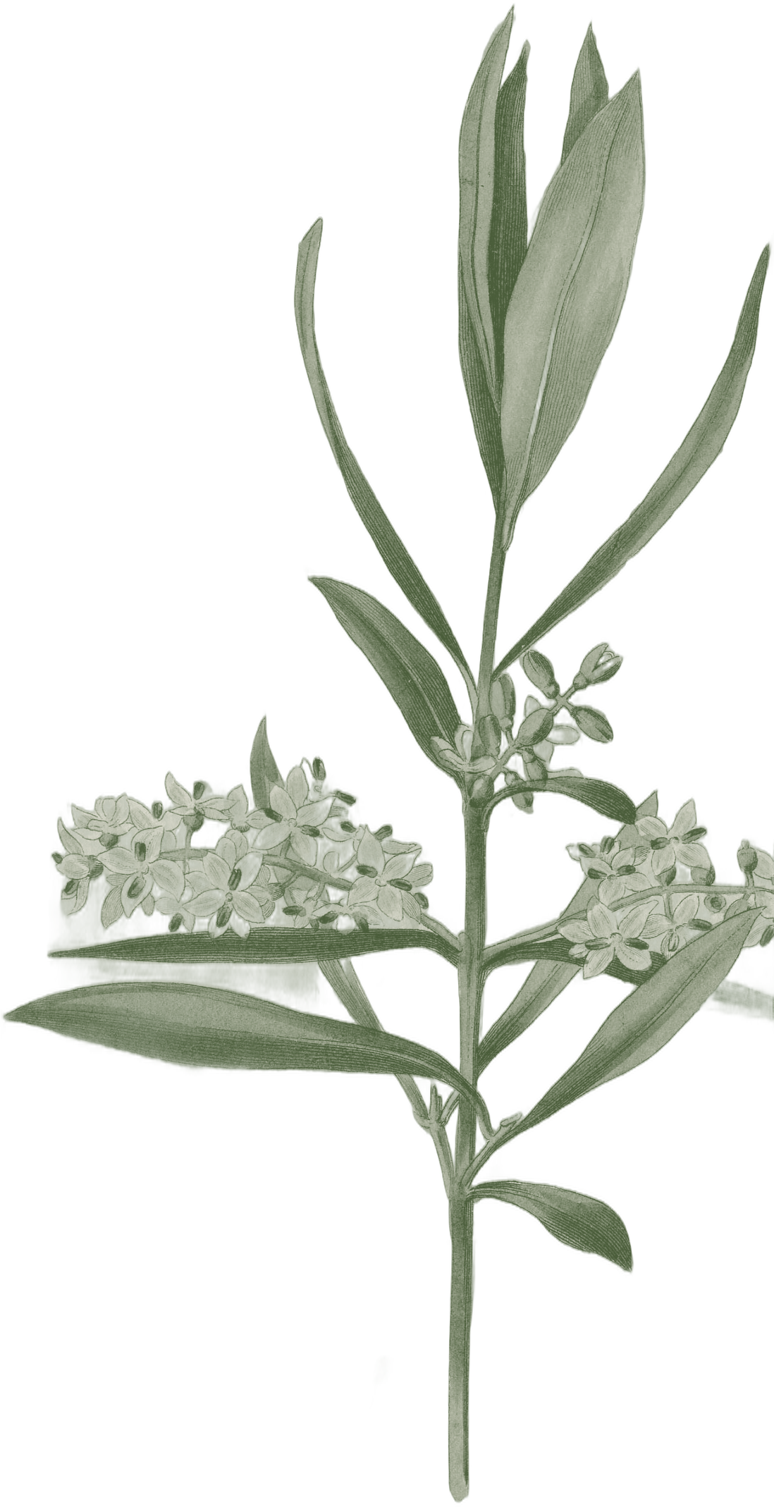 Ramo d'olivo, illustrazione botanica