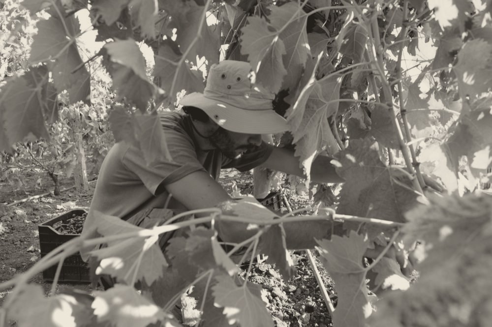 Paride Porpora durante la vendemmia, tra le viti