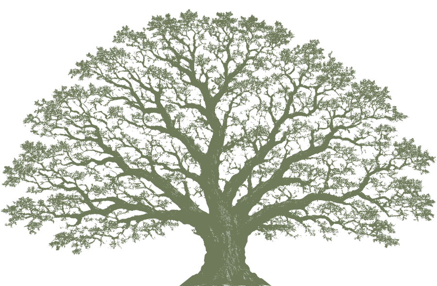 Quercia, illustrazione, Studio dell'agronomo Paride Porpora