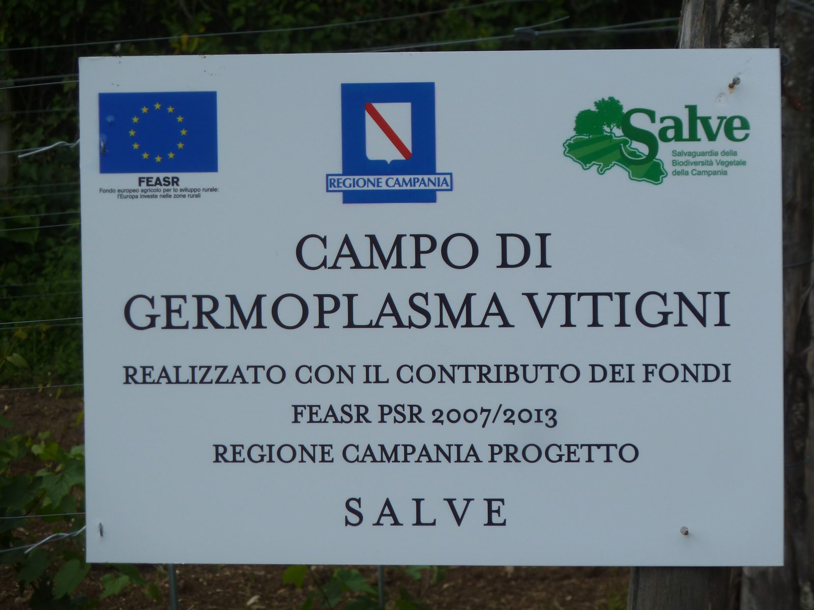 Signage at the grapevine germplasm field of the SALVE project