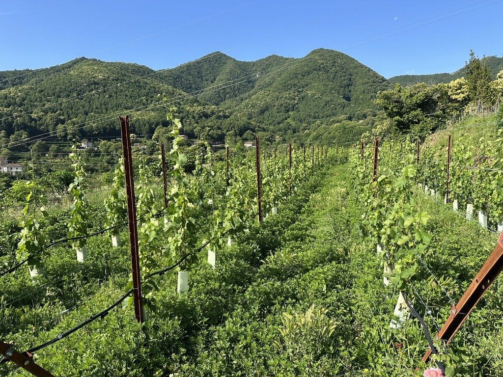 Vigneto in collina con i monti sullo sfondo