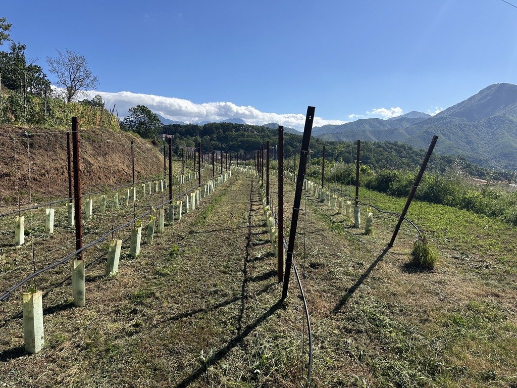 Vigneto giovane appena impiantato, con i pali