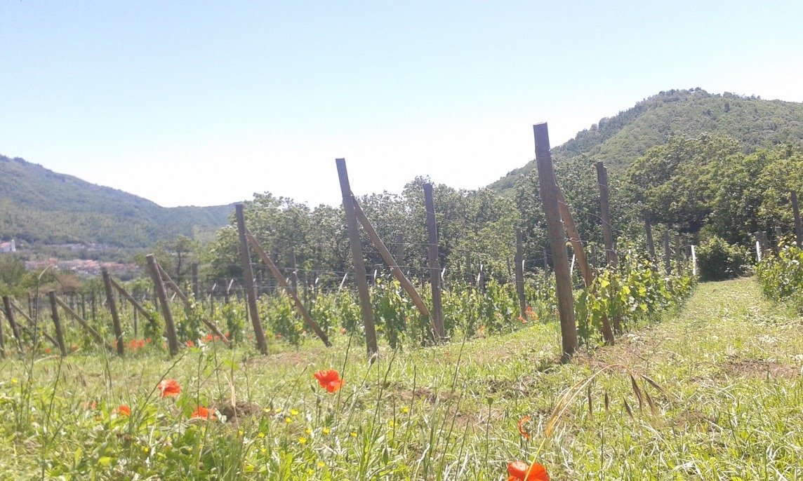 Vigneto in primavera con i papaveri fra i filari