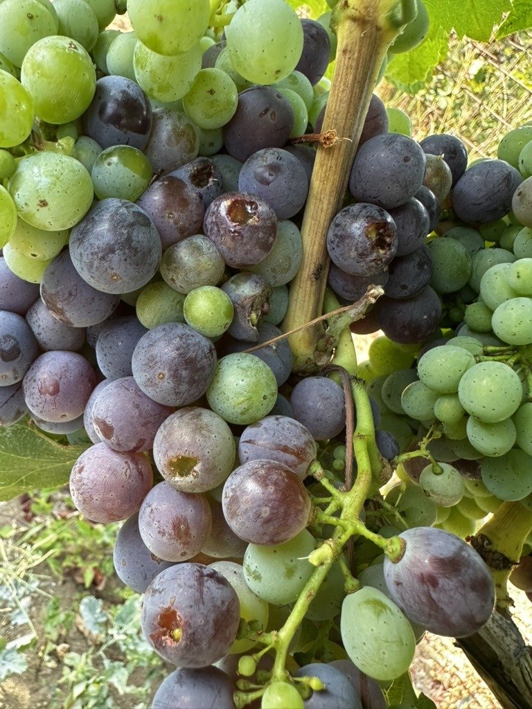 Grappolo in invaiatura